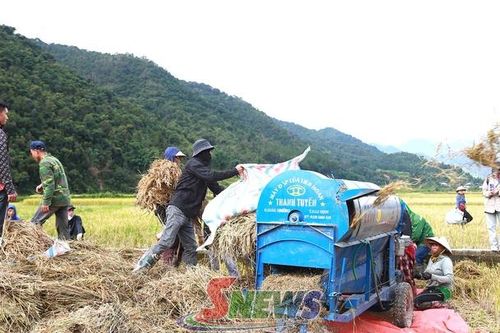 Mùa vàng ở Ngọc Chiến
