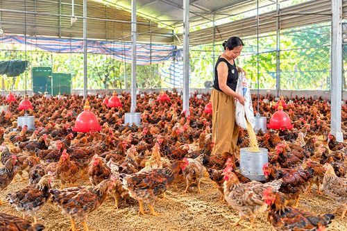 Quy hoạch không gian chăn nuôi: Hài hòa môi trường và sinh kế (kỳ 1)