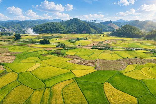 Xanh ruộng đồng, tươi màu no ấm