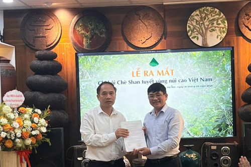 Kết nối vùng trà cổ thụ, nâng tầm giá trị chè Shan Tuyết