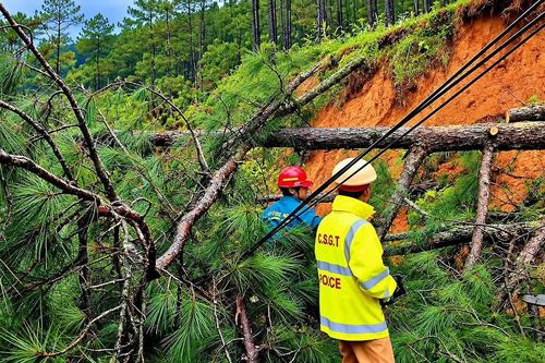 Mưa lớn kéo dài gây sạt lở, cả chục cây thông đổ chắn ngang tỉnh lộ 722 ở Lâm Đồng
