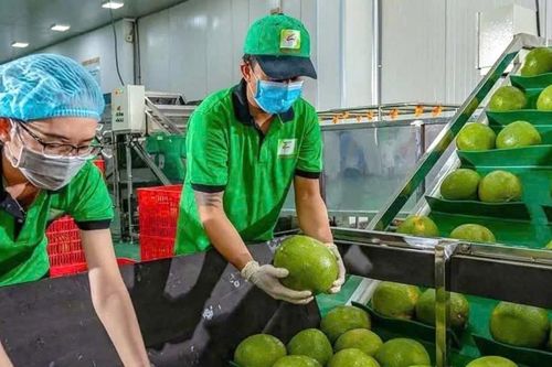Singapore siết khai báo nhập khẩu, doanh nghiệp Việt xuất khẩu thủy sản cần lưu ý