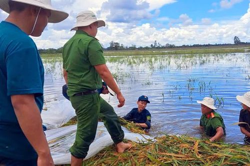 An Giang: Công an xã giúp dân thu hoạch lúa bị ngập nước