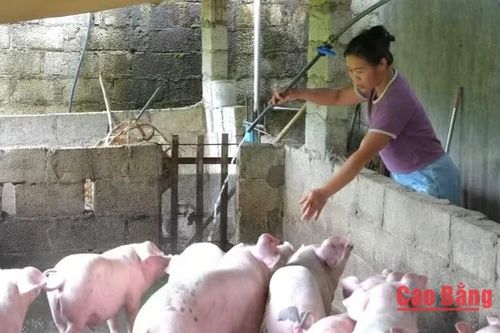 2.527 hộ dân được hỗ trợ vốn phát triển sản xuất, kinh doanh