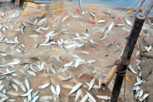 Loại cá được Mỹ đánh giá 'tốt bậc nhất thế giới': Ở Việt Nam rất sẵn, giá chẳng đắt nhưng nhiều người nhìn thấy lại chê vì một lý do