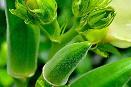 Loại quả nhiều người vừa gắp đã chê vì nhớt, hóa ra là 'nhân sâm xanh' bán đầy chợ Việt, có lợi ích đặc biệt với đường huyết