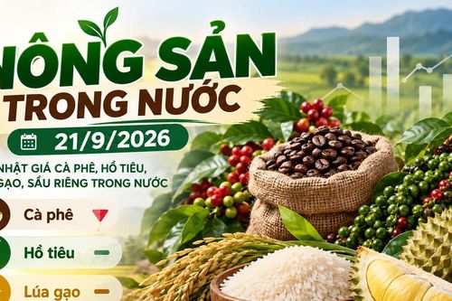 Nông sản trong nước 21/9: Cà phê dưới 94.000 đồng/kg, hồ tiêu cao nhất 141.000 đồng/kg