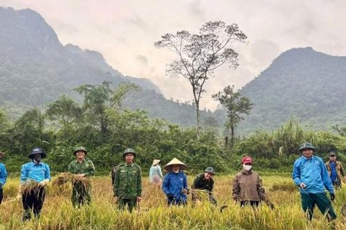 Quảng Trị: Lực lượng quân sự xã Kim Phú giúp dân thu hoạch lúa chạy lũ