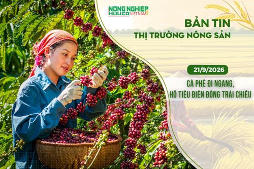 Thị trường nông sản 21/9/2026: Cà phê đi ngang, hồ tiêu biến động trái chiều