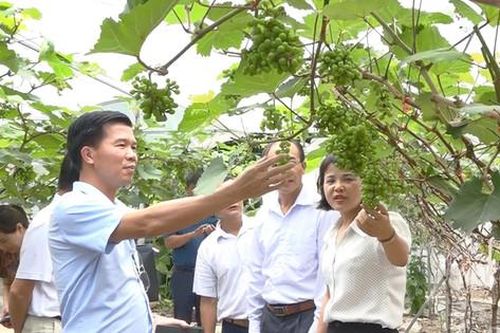Tập huấn nâng cao kỹ năng cho 15.383 lượt nông dân sản xuất, kinh doanh giỏi