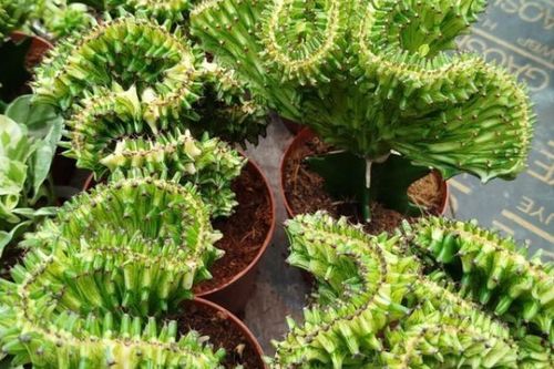 Trồng loại cây sang xịn này trước cửa nhà vừa giúp xua tà, 'chống trộm', được giới nhà giàu săn lùng