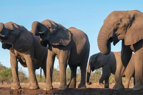 Botswana sẽ giết thịt 23 con voi mừng kỷ niệm 60 năm độc lập