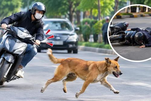 Chó thả rông - nguy cơ cao tai nạn trên đường
