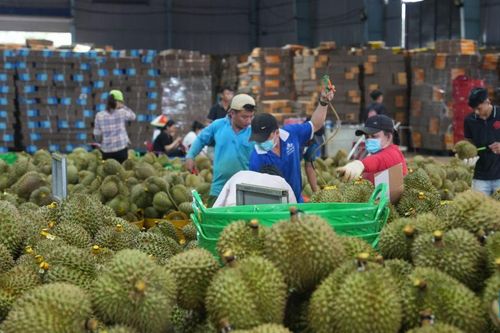 Trung Quốc trồng sầu riêng 'hạng sang'