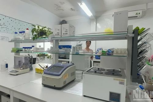 Chủ tịch Ủy ban nhân dân tỉnh Quảng Ngãi chỉ đạo vụ kiểm tra ADN sâm Ngọc Linh chưa được cấp phép