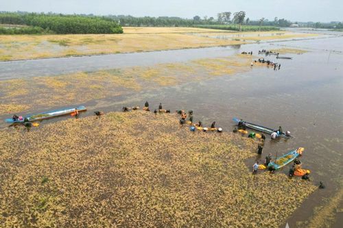 Khẩn trương cứu lúa