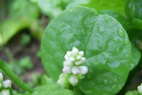 Bí mật thú vị về cây mồng tơi, loại rau quen thuộc trong bữa cơm Việt