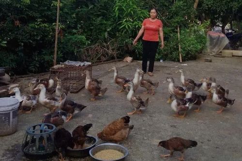 Hiệu quả từ lớp học nghề chăn nuôi gà ở Ba Sơn
