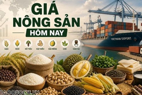 Giá nông sản hôm nay 22/9/2026: Giá cà phê có thể thiết lập mặt bằng giá mới; Thông tin mới nhất về Đàm phán thuế đối ứng Việt Nam-Hoa Kỳ