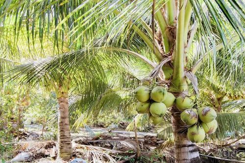 Vĩnh Long: Bứt phá với mô hình dừa hữu cơ, hướng tới nền nông nghiệp phát thải thấp