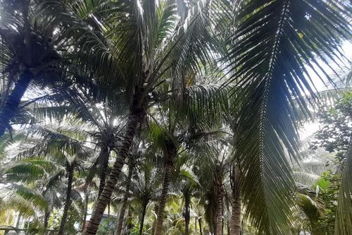 Nâng cao chuỗi giá trị ngành dừa, tạo động lực tăng trưởng bền vững