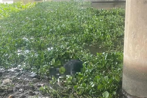 Phát hiện thi thể nam giới trong đám lục bình dưới chân cầu ở TPHCM