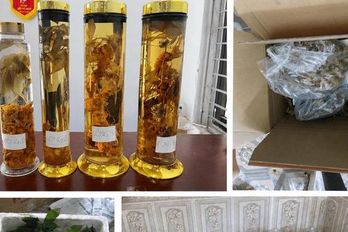 Bán nhân sâm giả trên mạng xã hội