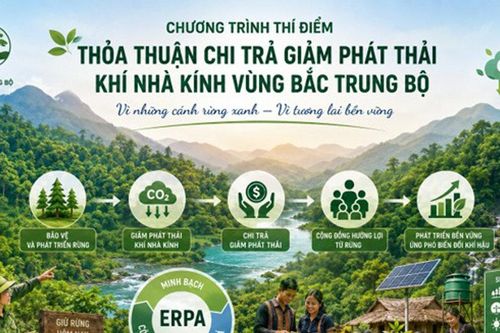 Từ thí điểm ERPA đến hoàn thiện thể chế về dịch vụ hấp thụ và lưu trữ các bon của rừng