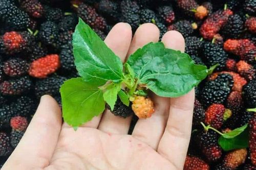 Loại lá quen thuộc được dùng để thanh nhiệt, giảm ho