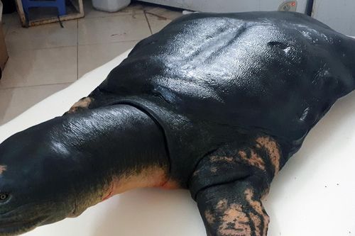 Rùa Hoàn Kiếm ở Đồng Mô: Đi tìm dấu vết và hy vọng bảo tồn