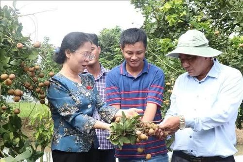 Triển khai chính sách hỗ trợ thực chất phát triển bền vững sản phẩm OCOP