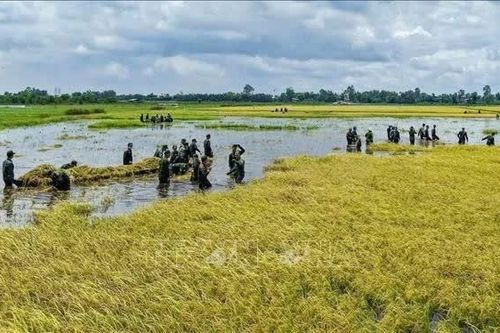 Mưa lũ gây thiệt hại tại vùng Đồng Tháp Mười