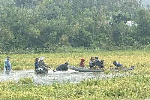 Đắk Lắk hỗ trợ thu hoạch lúa Hè Thu bị ngập do mưa lớn