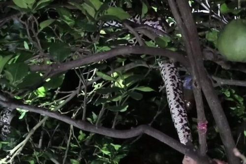 Nhìn lên cây bưởi, người đàn ông bắt gặp cảnh tượng nổi da gà