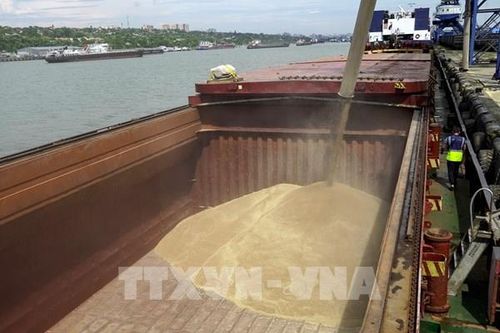 Nga miễn thuế xuất khẩu ngũ cốc đến cuối năm 2026
