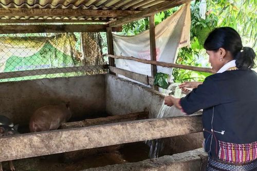 Gắn nguồn vốn với sinh kế để phụ nữ vùng cao phát triển kinh tế
