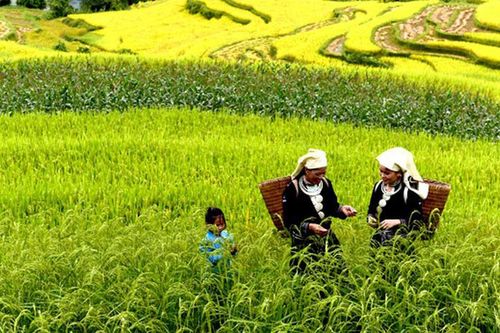 Sửa Luật Đất đai và những tác động giới: Nhìn từ nguyên tắc pháp lý đến sinh kế thực tế