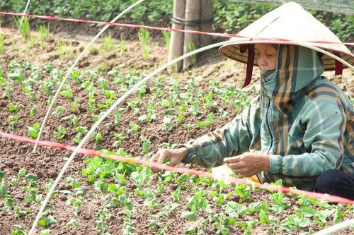 Người trồng hoa Tây Tựu gồng mình gây dựng lại sau lũ