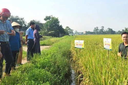 Hội thảo đầu bờ giống lúa thuần chất lượng cao Lộc Trời 28