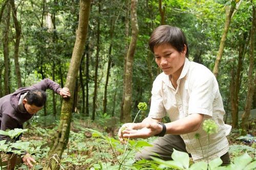 Đà Nẵng sẽ cho thuê 472ha môi trường rừng để nuôi trồng Sâm Ngọc Linh và dược liệu