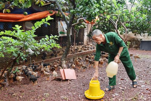 Tuân thủ quy trình chăn nuôi an toàn, nâng giá trị đàn gà
