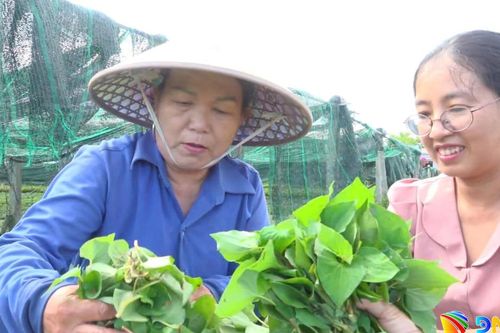 Hỗ trợ phụ nữ phát triển kinh tế