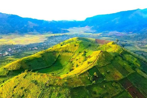 Rạo rực mùa dã quỳ về…
