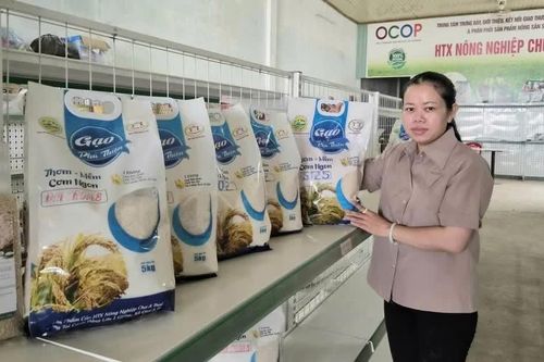 Gia Lai: Hoàn thành xây dựng cơ sở dữ liệu về hợp tác xã trước ngày 16-11-2026