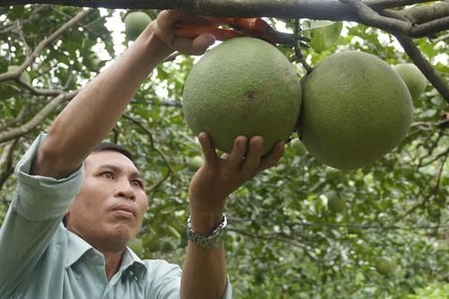Tạo sinh kế bền vững từ liên kết sản xuất