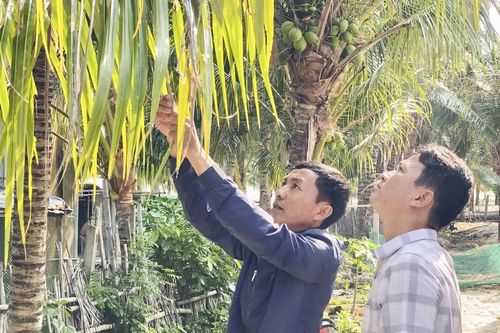 Xã Đại Lãnh: Tập trung xử lý sâu bệnh để giữ thương hiệu dừa xiêm Tuần Lễ