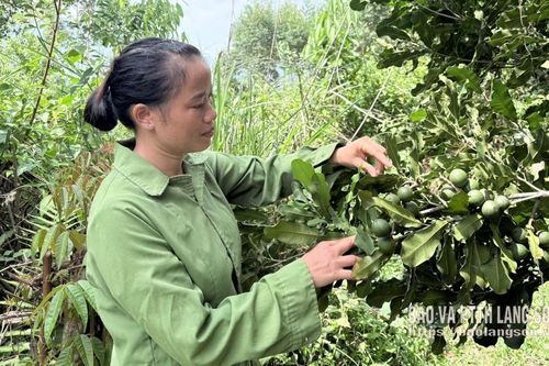 Vui mùa mắc ca