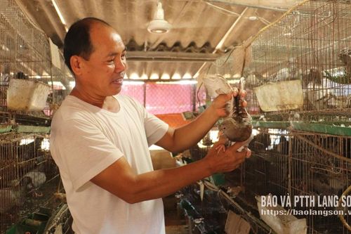 Triển vọng kinh tế mới ở Yên Bình