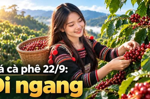 Giá cà phê hôm nay 22/9: Thị trường trong nước tiếp tục ổn định
