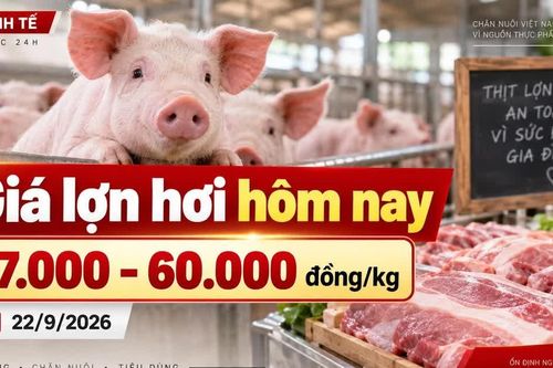 Giá lợn hơi hôm nay 22/9 ổn định, mốc 60.000 đồng/kg chưa lan rộng
